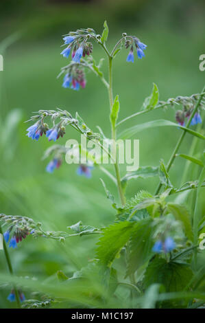 Symphytum caucasicum, Kaukasischer Beinwell, kaukasische Beinwell Stockfoto