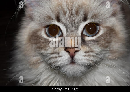 Jung und hübsch Neva Masquerade Sibirische Katze Nahaufnahme Gesicht Foto Stockfoto
