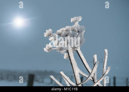 Blüten am Stengel werden durch Eis und funkeln im Licht zurück Stockfoto