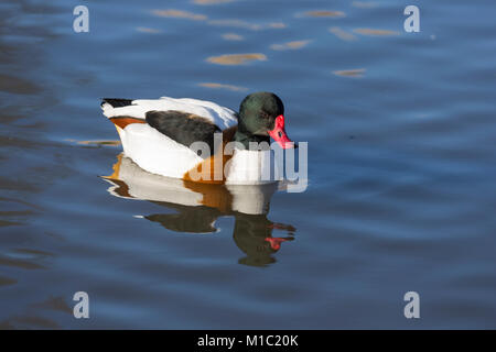 Brandgans, Tadorna tadorna, Wildgeflügel und Feuchtgebiete Vertrauen, Slimbridge, Gloucestershire, UK. Stockfoto