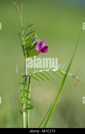 Vicia angustifolia, Schmalblaettrige Wicke, Garten vetch Stockfoto