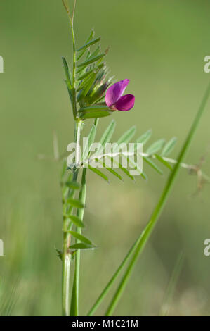 Vicia angustifolia, Schmalblaettrige Wicke, Garten vetch Stockfoto