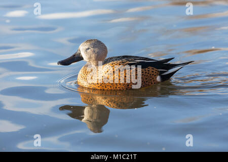 Argentinische Red Shoveler Anas platalea, männlich, Wildgeflügel und Feuchtgebiete Vertrauen, Slimbridge, Gloucestershire, UK. Stockfoto