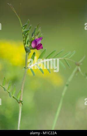 Vicia angustifolia, Schmalblaettrige Wicke, Garten vetch Stockfoto