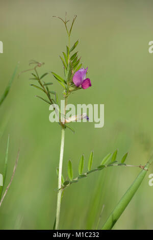 Vicia angustifolia, Schmalblaettrige Wicke, Garten vetch Stockfoto