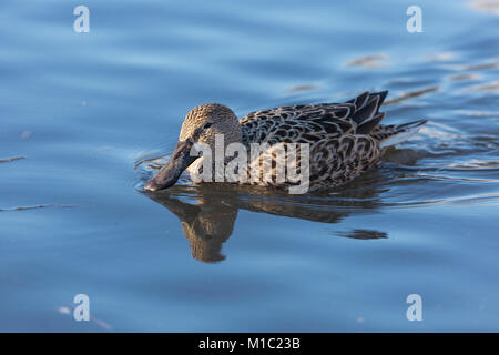 Argentinische Red Shoveler Anas platalea, weiblich, Wildgeflügel und Feuchtgebiete Vertrauen, Slimbridge, Gloucestershire, UK. Stockfoto