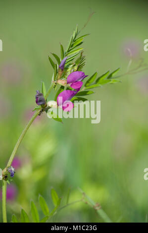 Vicia angustifolia, Schmalblaettrige Wicke, Garten vetch Stockfoto