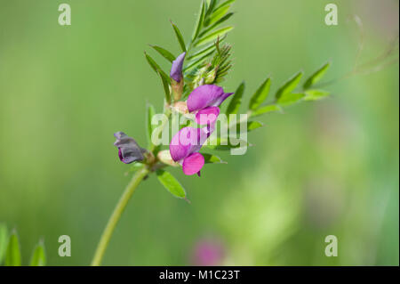 Vicia angustifolia, Schmalblaettrige Wicke, Garten vetch Stockfoto