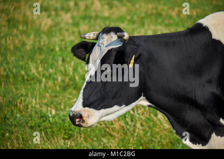 Schöne schwarze und weiße Kuh grasen im Sommer eine grüne Wiese. Nahaufnahme Stockfoto