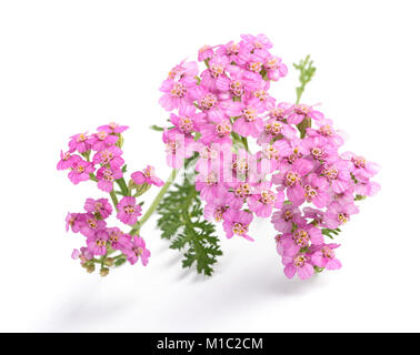 Rosa schafgarbe Blumen auf weißem Hintergrund. Stockfoto