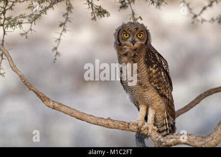 Gefleckte Uhu (Bubo africanus), jungen Vogel auf einem Ast in der Dämmerung thront, Kgalagadi Transfrontier Park, Northern Cape, Südafrika, Afrika Stockfoto