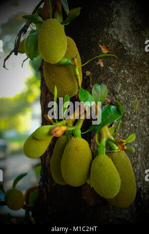 Jackfruit (artocarpus Heterophyllus) am Baum. Chiang Mai, Thailand. Stockfoto