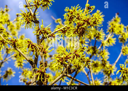 Hamamelis x intermedia 'Westerstede', Hasel der Hexe Stockfoto