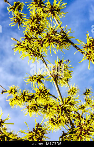 Hamamelis x intermedia Westerstede blühen auf einem Ast, Winterblüten im Januar Stockfoto