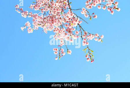 Blühende cherry tree branches Framing und blauer Himmel Stockfoto