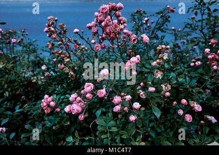 Schöne Bush aus Rosen im Garten gegen Blue River Hintergrund Stockfoto