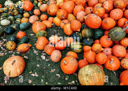 Vielfältiges Sortiment von orange und grüne Kürbisse auf dem Boden am Bauernmarkt. Herbst Ernte Stockfoto