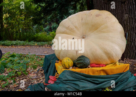 Frische Kürbisse mit riesigen hellen Kürbis im Garten in Europa Stockfoto