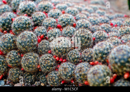 Blühende, runde Kakteen. Cactus Dekor. Cactus Flower. Kaktus Wüste. Kaktus Landschaft. Cactus Silhouette. Kaktus in Mexiko. Cactus Feld. Cactus g Stockfoto