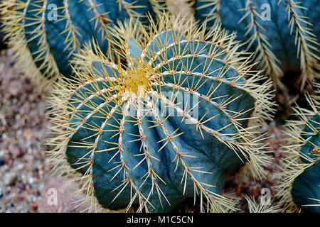 Runde Kaktus. Cactus Dekor. Cactus Flower. Kaktus Wüste. Kaktus Landschaft. Cactus Silhouette. Kaktus in Mexiko. Cactus Feld. Kakteengarten. Roun Stockfoto