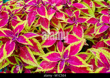 Rote und grüne Blätter der coleus Pflanze Plectranthus scutellarioides Stockfoto