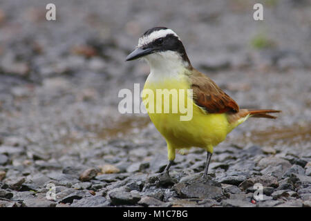 Große Kiskadee (Pitangus sulfuratus) stehend auf nasse Steine in La Fortuna, im Norden Costa Ricas. Stockfoto