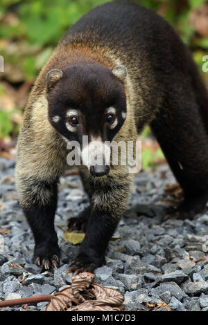 Oder Coatimundi white-nosed Nasenbär (Nasua narica Pizote), an der Seite der Straße in der Nähe von Tabacon in der Provinz Alajuela, Costa Rica. Stockfoto