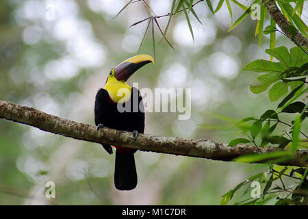 Chestnut Mandibled Toucan (Ramphastos swainsonii) sitzen auf dem Baum im Dschungel in Tarcoles, an der Pazifikküste von Costa Rica Stockfoto