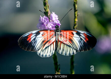 Heliconius umfasst eine bunte und weit verbreitete Gattung der Bürste leichtfüßig Schmetterling, allgemein bekannt als Longwings oder heliconians Stockfoto