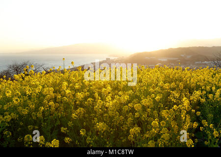 Raps Blumen in der Sonne, der Präfektur Kanagawa, Japan Stockfoto