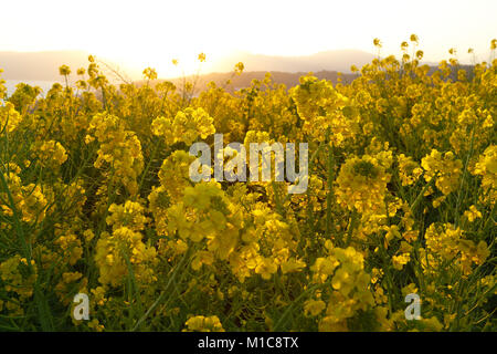 Raps Blumen in der Sonne, der Präfektur Kanagawa, Japan Stockfoto