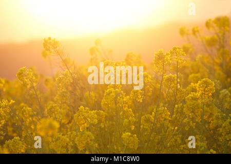 Raps Blumen in der Sonne, der Präfektur Kanagawa, Japan Stockfoto