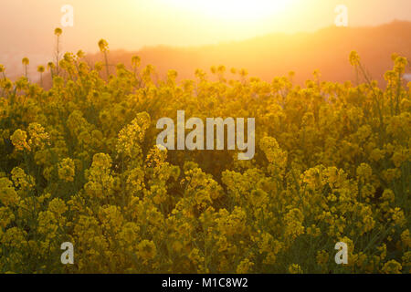 Raps Blumen in der Sonne, der Präfektur Kanagawa, Japan Stockfoto