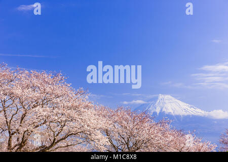 Mount Fuji und Kirschblüten, Präfektur Shizuoka, Japan Stockfoto