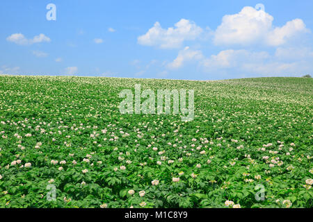 Kartoffel-Feld, Hokkaido, Japan Stockfoto