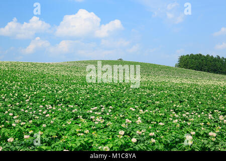 Kartoffel-Feld, Hokkaido, Japan Stockfoto