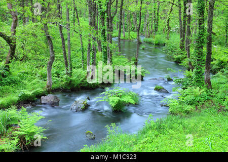 Wasser Bach im Wald, Präfektur Fukushima, Japan Stockfoto