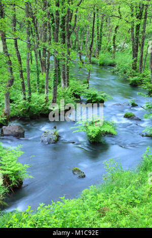 Wasser Bach im Wald, Präfektur Fukushima, Japan Stockfoto