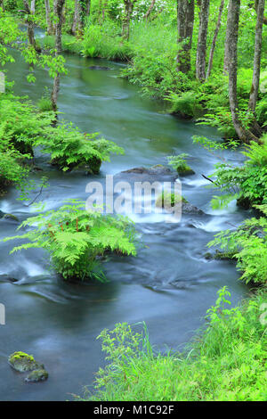 Wasser Bach im Wald, Präfektur Fukushima, Japan Stockfoto