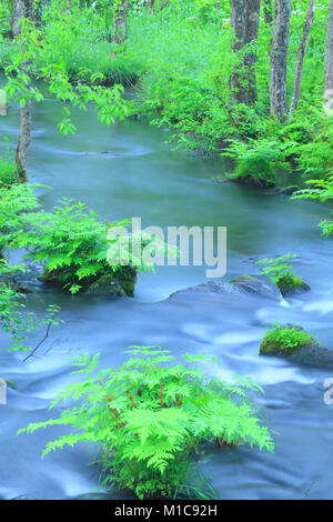 Wasser Bach im Wald, Präfektur Fukushima, Japan Stockfoto