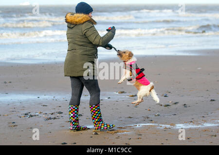 Cleveleys, Fylde. 29 Jan, 2018. UK Wetter. Die Sonne bricht durch Nach dem nächtlichen Regen als Bogen einen zehn Jahre alten Jack Russel Terrier spielen genießt mit hat Lieblingsball, der am Ufer des Meeres in Lancashire. Tragen ein helles Rosa hund Sport Mantel Bogen in das Meer und über den Sand, die als die Gezeiten ausgesetzt sind läuft Ebbs nach Betteln seinen Besitzer zu starten und Chuck eine Kugel über und über wieder. Credit: MediaWorldImages/Alamy leben Nachrichten Stockfoto