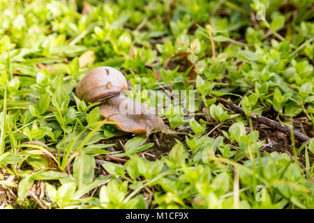 Asunción, Paraguay. 29 Jan, 2018. Ein land Schnecke (Megalobulimus sp.) taucht im Garten auf der Wiese nach einem Regenschauer, sobald die Sonne geht es zurück zum Schutz im Schatten Licht und Wärme zu vermeiden suchen, in Asuncion, Paraguay gesehen wird. Credit: Andre M. Chang/ARDUOPRESS/Alamy leben Nachrichten Stockfoto