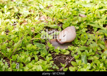 Asunción, Paraguay. 29 Jan, 2018. Ein land Schnecke (Megalobulimus sp.) taucht im Garten auf der Wiese nach einem Regenschauer, sobald die Sonne geht es zurück zum Schutz im Schatten Licht und Wärme zu vermeiden suchen, in Asuncion, Paraguay gesehen wird. Credit: Andre M. Chang/ARDUOPRESS/Alamy leben Nachrichten Stockfoto