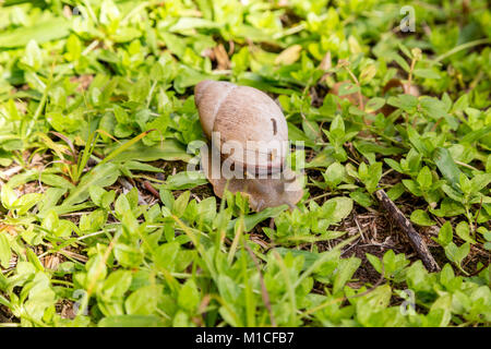 Asunción, Paraguay. 29 Jan, 2018. Ein land Schnecke (Megalobulimus sp.) taucht im Garten auf der Wiese nach einem Regenschauer, sobald die Sonne geht es zurück zum Schutz im Schatten Licht und Wärme zu vermeiden suchen, in Asuncion, Paraguay gesehen wird. Credit: Andre M. Chang/ARDUOPRESS/Alamy leben Nachrichten Stockfoto