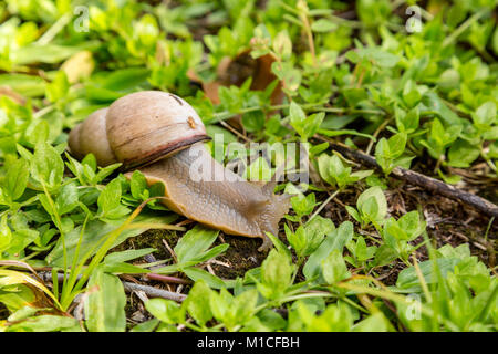 Asunción, Paraguay. 29 Jan, 2018. Ein land Schnecke (Megalobulimus sp.) taucht im Garten auf der Wiese nach einem Regenschauer, sobald die Sonne geht es zurück zum Schutz im Schatten Licht und Wärme zu vermeiden suchen, in Asuncion, Paraguay gesehen wird. Credit: Andre M. Chang/ARDUOPRESS/Alamy leben Nachrichten Stockfoto