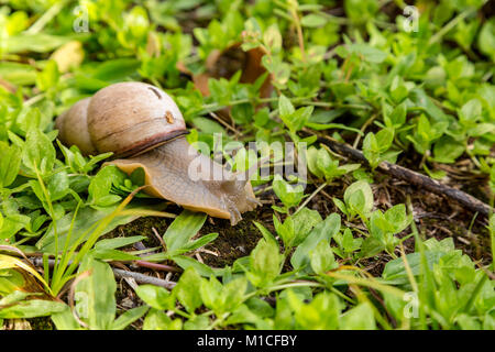 Asunción, Paraguay. 29 Jan, 2018. Ein land Schnecke (Megalobulimus sp.) taucht im Garten auf der Wiese nach einem Regenschauer, sobald die Sonne geht es zurück zum Schutz im Schatten Licht und Wärme zu vermeiden suchen, in Asuncion, Paraguay gesehen wird. Credit: Andre M. Chang/ARDUOPRESS/Alamy leben Nachrichten Stockfoto