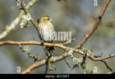 Siskin (Carduelis spinus) Weibliche in einem Baum gehockt Stockfoto