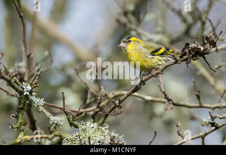 Siskin (Carduelis spinus), männlich in einem Baum gehockt Stockfoto