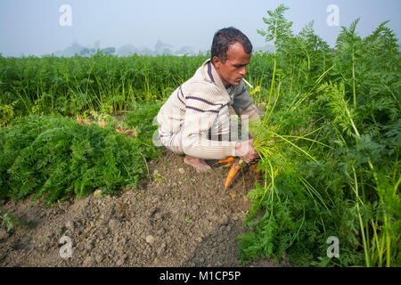 Eine Karotte Landwirt rauchen und Ernte im Winter morgen in Savar, Bangladesh. Stockfoto