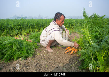 Eine Karotte Landwirt rauchen und Ernte im Winter morgen in Savar, Bangladesh. Stockfoto